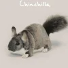 Hansa knuffels Hansa Chinchilla* Other Stuffed Animals